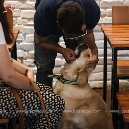 Date with Dogs