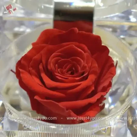 mini-rose-in-acrylic-box