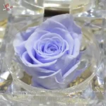 mini-rose-in-acrylic-box
