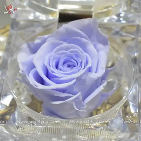 mini-rose-in-acrylic-box